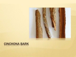 CINCHONA BARK
 