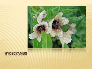 HYOSCYAMUS
 