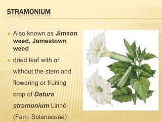 STRAMONIUM

   Also known as Jimson
    weed, Jamestown
    weed
   dried leaf with or
    without the stem and
    flowering or fruiting
    crop of Datura
    stramonium Linné
    (Fam. Solanaceae)
 