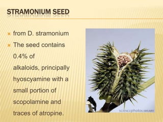 STRAMONIUM SEED

   from D. stramonium
   The seed contains
    0.4% of
    alkaloids, principally
    hyoscyamine with a
    small portion of
    scopolamine and
    traces of atropine.
 