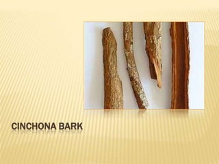 CINCHONA BARK
 