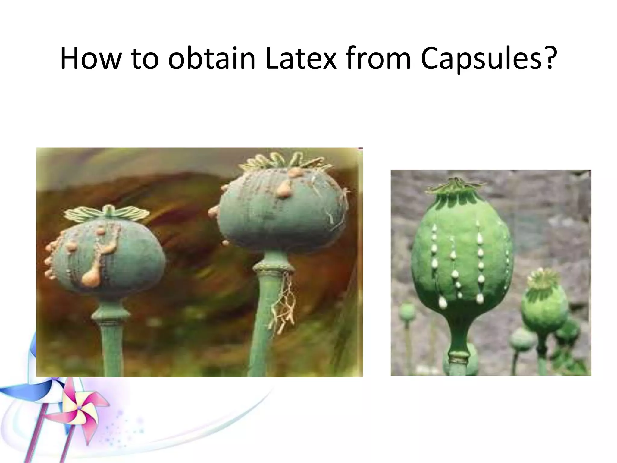 How to obtain Latex from Capsules?
 