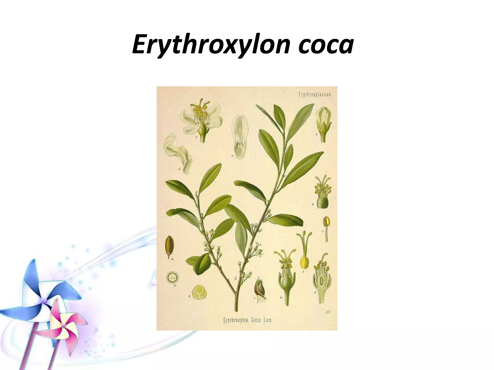 COCAINE
• Cocaine is present in the leaves of Erythroxylon coca, which
grows in South America.
• Cocaine is a powerful CNS stimulant and sympathomimetic
agent with local anesthetic effect but chemically related to
atropine.
• It inhibits reuptake of epinephrine & NE in peripheral ganglia &
increase their secretion centrally
• Its medical use is local anesthetic (paralysis of nerve endings by
blocking fast Na channels)
• Local vasoconstriction (N.B. xylocaine vasodilatation).
 