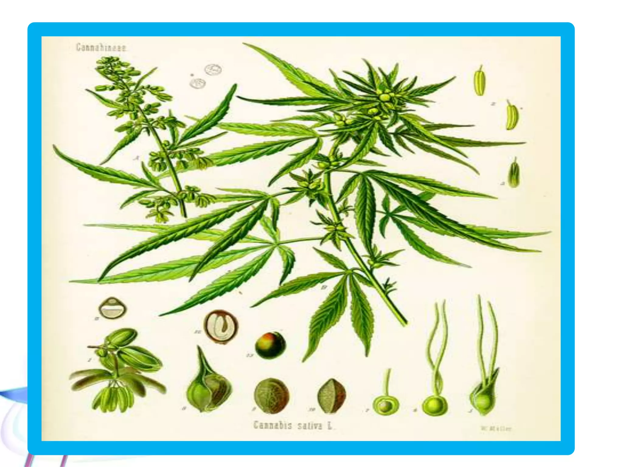 • Marijuana consists of the leaves and
flowering parts of the plant Cannabis sativa
and is usually smoked in cigarettes (“joints”).
• Resin from the plant may be dried and
compressed into blocks called hashish.
• Marijuana contains a number of
cannabinoids; the primary psychoactive one is
delta-9-tetrahydrocannabinol (THC).
 