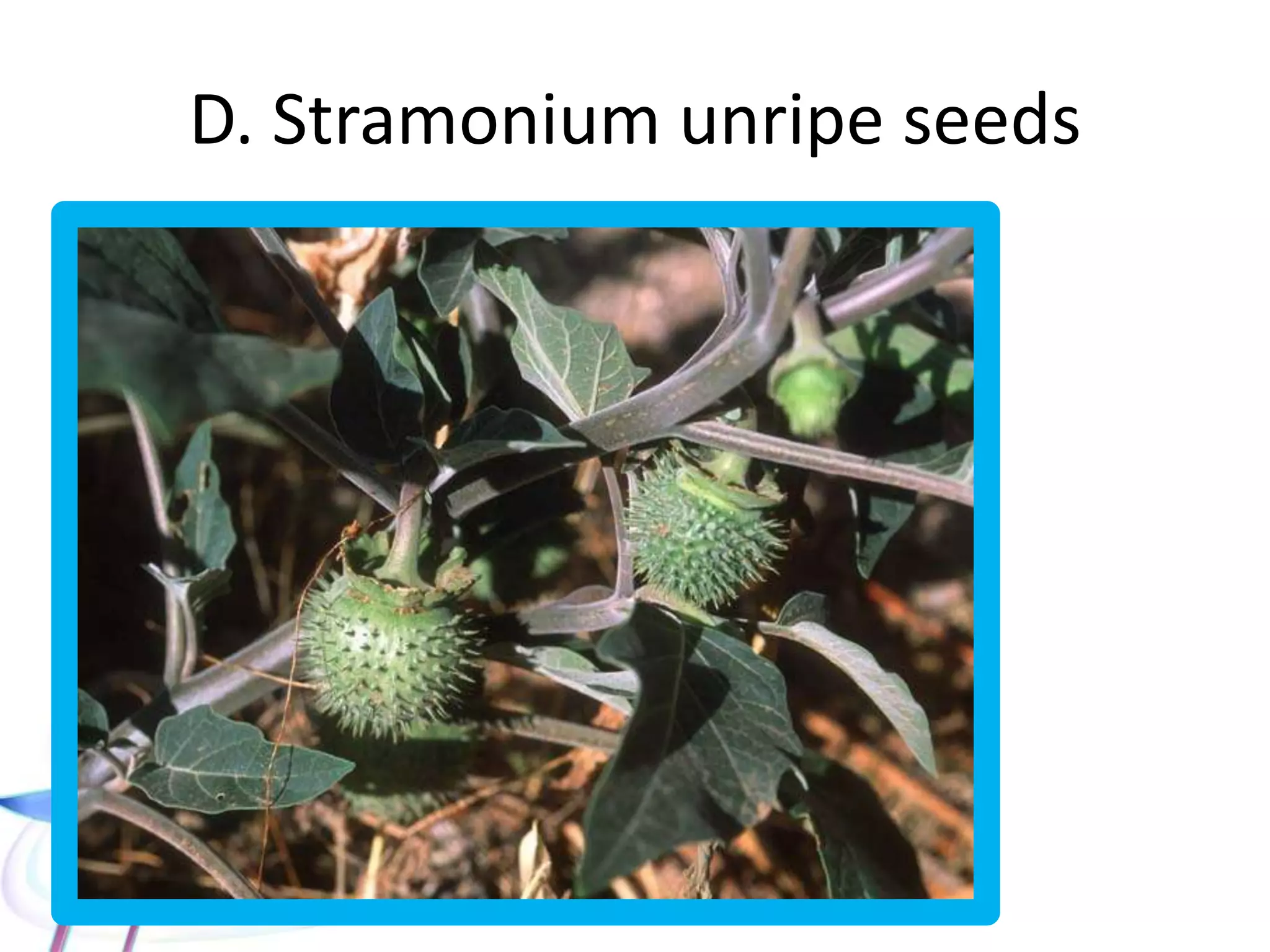 D. Stramonium flower
 