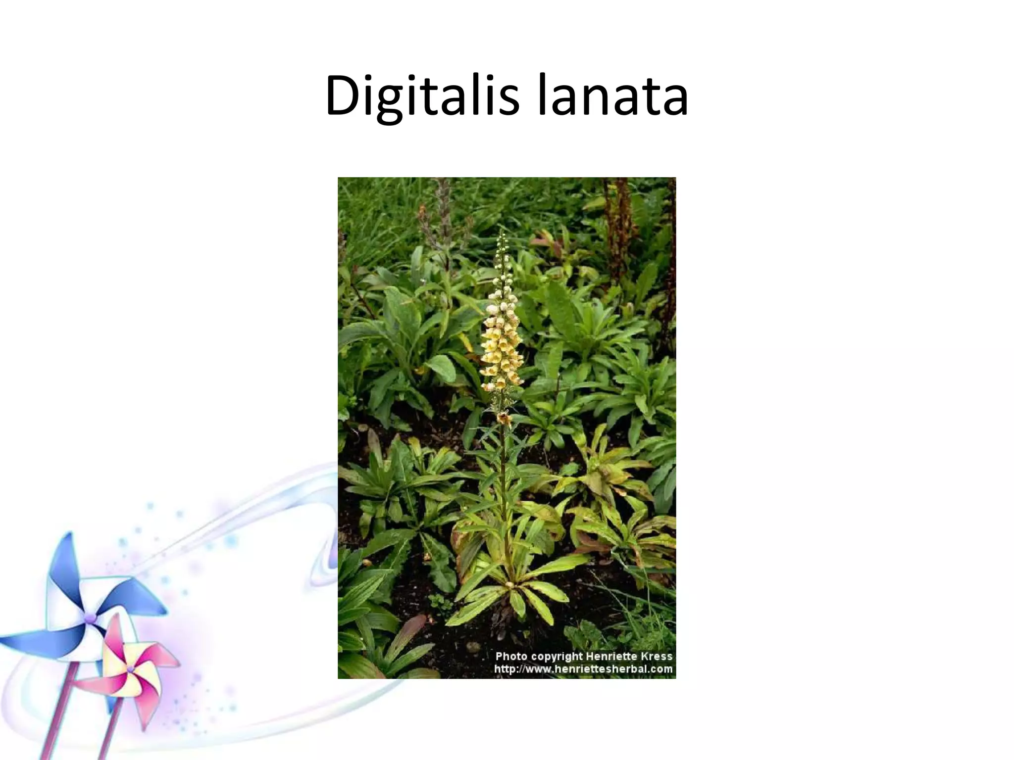TOXICITY OF CARDIAC GLYCOSIDE
PLANTS
 