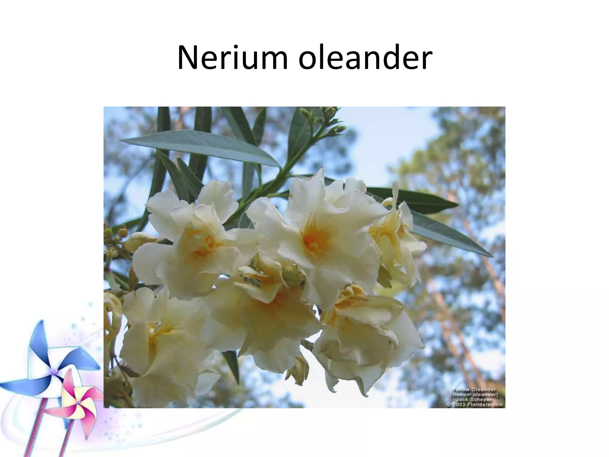 Nerium Oleander
 