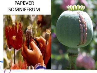 PAPEVER
SOMNIFERUM
 