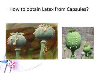 How to obtain Latex from Capsules?
 
