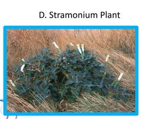 1- Natural Alkaloids (Tropane Group):
A) Atropa belladonna; atropine
B) Hyoscyamus; hyoscine, hyoscyamine
C) Datura, hyoscine, hyoscyamine,
atropine
2- Parmacological Preparations :
a) Tricyclic antidepressants (imipramine).
b) Antipsychotics (phenothiazines, haloperidol)
c) Antihistaminics (chlorephenhydramine).
d) Antiparkinsonism (benzotropine).
e) Antispasmodics (propantheline).
f) Ophthalmic solutions (cyclopentolate).
 