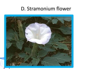 D. Stramonium Plant
 