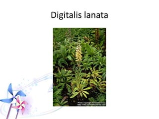 TOXICITY OF CARDIAC GLYCOSIDE
PLANTS
 