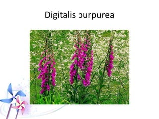 Digitalis lanata
 