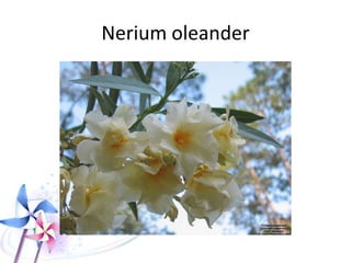 Nerium Oleander
 
