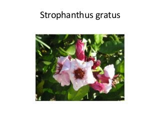 Strophanthus gratus
 