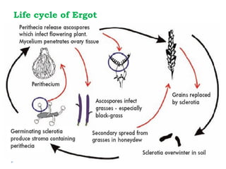 Life cycle of Ergot

 