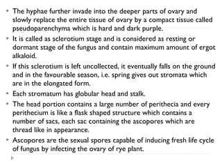 










The hyphae further invade into the deeper parts of ovary and
slowly replace the entire tissue of ovary by a compact tissue called
pseudoparenchyma which is hard and dark purple.
It is called as sclerotium stage and is considered as resting or
dormant stage of the fungus and contain maximum amount of ergot
alkaloid.
If this sclerotium is left uncollected, it eventually falls on the ground
and in the favourable season, i.e. spring gives out stromata which
are in the elongated form.
Each stromatum has globular head and stalk.
The head portion contains a large number of perithecia and every
perithecium is like a flask shaped structure which contains a
number of sacs, each sac containing the ascopores which are
thread like in appearance.
Ascopores are the sexual spores capable of inducing fresh life cycle
of fungus by infecting the ovary of rye plant.

 