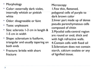 









Morphology
Color: externally dark violet,
internally whitish or pinkish
white
Odor: disagreeable or faint
Taste: unpleasant
Size: sclerotia 1-3 cm in length &
1-5 cm in width
Shape: sclerotium is fusiform,
triangular and usually tapering on
both ends
Fracture: brittle with short
fracture

Microscopy
1.Few thin, flattened,
polygonal cells of purple to
dark brown color
2.Inner part made up of dense
pseudo parenchymatous cells
composed of chitin
3.Mycelial cells-central region
are round or oval, thick and
with high refractive walls.
4.Contain cells with fixed oil
5.Sclerotium does not contain
starch, calcium oxalate or any
of lignified tissue.

 