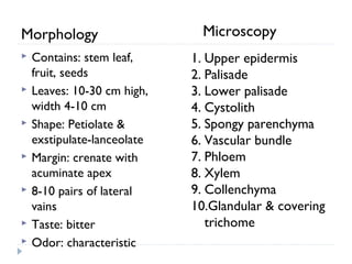 Morphology








Contains: stem leaf,
fruit, seeds
Leaves: 10-30 cm high,
width 4-10 cm
Shape: Petiolate &
exstipulate-lanceolate
Margin: crenate with
acuminate apex
8-10 pairs of lateral
vains
Taste: bitter
Odor: characteristic

Microscopy
1. Upper epidermis
2. Palisade
3. Lower palisade
4. Cystolith
5. Spongy parenchyma
6. Vascular bundle
7. Phloem
8. Xylem
9. Collenchyma
10.Glandular & covering
trichome

 