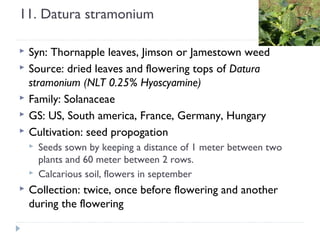 11. Datura stramonium






Syn: Thornapple leaves, Jimson or Jamestown weed
Source: dried leaves and flowering tops of Datura
stramonium (NLT 0.25% Hyoscyamine)
Family: Solanaceae
GS: US, South america, France, Germany, Hungary
Cultivation: seed propogation





Seeds sown by keeping a distance of 1 meter between two
plants and 60 meter between 2 rows.
Calcarious soil, flowers in september

Collection: twice, once before flowering and another
during the flowering

 
