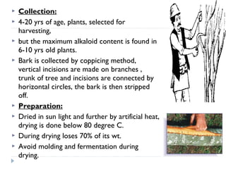









Collection:
4-20 yrs of age, plants, selected for
harvesting,
but the maximum alkaloid content is found in
6-10 yrs old plants.
Bark is collected by coppicing method,
vertical incisions are made on branches ,
trunk of tree and incisions are connected by
horizontal circles, the bark is then stripped
off.
Preparation:
Dried in sun light and further by artificial heat,
drying is done below 80 degree C.
During drying loses 70% of its wt.
Avoid molding and fermentation during
drying.

 