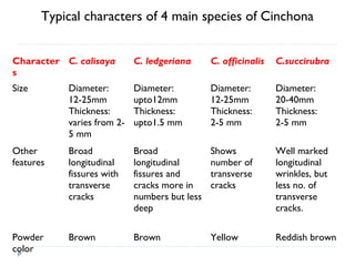 Typical characters of 4 main species of Cinchona
Character C. calisaya
s

C. ledgeriana

C. officinalis

C.succirubra

Size

Diameter:
12-25mm
Thickness:
varies from 25 mm

Diameter:
upto12mm
Thickness:
upto1.5 mm

Diameter:
12-25mm
Thickness:
2-5 mm

Diameter:
20-40mm
Thickness:
2-5 mm

Other
features

Broad
longitudinal
fissures with
transverse
cracks

Broad
longitudinal
fissures and
cracks more in
numbers but less
deep

Shows
number of
transverse
cracks

Well marked
longitudinal
wrinkles, but
less no. of
transverse
cracks.

Powder
color

Brown

Brown

Yellow

Reddish brown

 