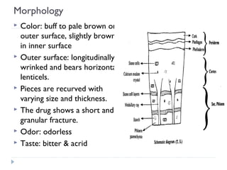 Morphology









Color: buff to pale brown on
outer surface, slightly brown
in inner surface
Outer surface: longitudinally
wrinked and bears horizontal
lenticels.
Pieces are recurved with
varying size and thickness.
The drug shows a short and
granular fracture.
Odor: odorless
Taste: bitter & acrid

 