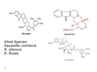 Allied Species:
Rauwolfia vomitoria
R. obscura
R. Rosea

 
