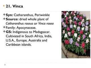  21.

Vinca

 Syn:

Catharanthus, Periwinkle
 Source: dried whole plant of
Catharanthus roseus or Vinca rosea
 Family: Apocynaceae.
 GS: Indigenous to Madagascar.
Cultivated in South Africa, India,
U.S.A., Europe, Australia and
Caribbean islands.

 