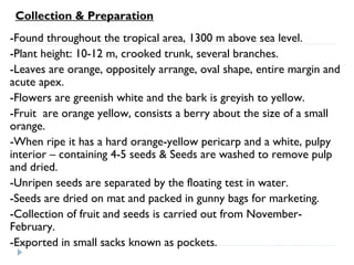 Collection & Preparation
-Found throughout the tropical area, 1300 m above sea level.
-Plant height: 10-12 m, crooked trunk, several branches.
-Leaves are orange, oppositely arrange, oval shape, entire margin and
acute apex.
-Flowers are greenish white and the bark is greyish to yellow.
-Fruit are orange yellow, consists a berry about the size of a small
orange.
-When ripe it has a hard orange-yellow pericarp and a white, pulpy
interior – containing 4-5 seeds & Seeds are washed to remove pulp
and dried.
-Unripen seeds are separated by the floating test in water.
-Seeds are dried on mat and packed in gunny bags for marketing.
-Collection of fruit and seeds is carried out from NovemberFebruary.
-Exported in small sacks known as pockets.

 