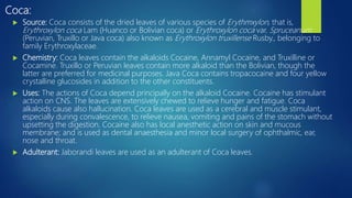 Coca:
 Source: Coca consists of the dried leaves of various species of Erythmxylon, that is,
Erythroxylon coca Lam (Huanco or Bolivian coca) or Erythroxylon coca var. Spruceanum
(Peruvian, Truxillo or Java coca) also known as Erythroxylon truxillense Rusby., belonging to
family Erythroxylaceae.
 Chemistry: Coca leaves contain the alkaloids Cocaine, Annamyl Cocaine, and Truxilline or
Cocamine. Truxillo or Peruvian leaves contain more alkaloid than the Bolivian, though the
latter are preferred for medicinal purposes. Java Coca contains tropacocaine and four yellow
crystalline glucosides in addition to the other constituents.
 Uses: The actions of Coca depend principally on the alkaloid Cocaine. Cocaine has stimulant
action on CNS. The leaves are extensively chewed to relieve hunger and fatigue. Coca
alkaloids cause also hallucination. Coca leaves are used as a cerebral and muscle stimulant,
especially during convalescence, to relieve nausea, vomiting and pains of the stomach without
upsetting the digestion. Cocaine also has local anesthetic action on skin and mucous
membrane; and is used as dental anaesthesia and minor local surgery of ophthalmic, ear,
nose and throat.
 Adulterant: Jaborandi leaves are used as an adulterant of Coca leaves.
 