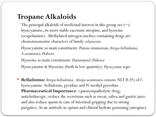 Tropane Alkaloids
The principal alkaloids of medicinal interest in this group are (−)-
hyoscyamine; its more stable racemate atropine, and hyoscine
(scopolamine) . Methylated nitrogen nuclues containing drugs are
chemotaxonomic characters of family solanaceae.
Hyoscyamine as main constituent: Datura stramonium,Atropa belladonna,
A.acuminata,Dubosia
Hyoscine as main constituent: Daturametel,Dubosia
Hyoscyamine & Hyoscine (both in low quantity): Hyoscyamus niger
 Belladonna: Atropa belladonna, Atropa acuminata-contains NLT 0.3% of l-
hyoscyamine belladonin, pyridine and N-methyl pyrroline .
Pharmaceutical Importance: : parasympatholytic drug,
anticholinergic, reduce the secretions such as sweat, saliva and gastric juice
and also reduce spasm in case of intestinal gripping due to strong
purgative.As an antitode in opium and chloral hydrate poisoning (atropine)
 