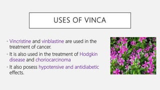 USES OF VINCA
• Vincristine and vinblastine are used in the
treatment of cancer.
• It is also used in the treatment of Hodgkin
disease and choriocarcinoma
• It also posess hypotensive and antidiabetic
effects.
 