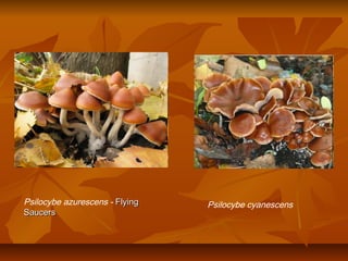 Psilocybe azurescens - Flying   Psilocybe cyanescens
Saucers
 