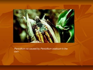 Penicillium rot caused by Penicillium oxalicum in the
corn
 