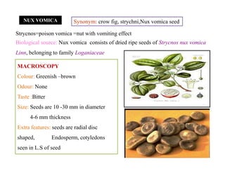 NUX VOMICA
Biological source: Nux vomica consists of dried ripe seeds of Strycnos nux vomica
Linn, belonging to family Loganiaceae
Strycnos=poison vomica =nut with vomiting effect
Synonym: crow fig, strychni,Nux vomica seed
MACROSCOPY
Colour: Greenish –brown
Odour: None
Taste :Bitter
Size: Seeds are 10 -30 mm in diameter
4-6 mm thickness
Extra features: seeds are radial disc
shaped, Endosperm, cotyledons
seen in L.S of seed
MACROSCOPY
Colour: Greenish –brown
Odour: None
Taste :Bitter
Size: Seeds are 10 -30 mm in diameter
4-6 mm thickness
Extra features: seeds are radial disc
shaped, Endosperm, cotyledons
seen in L.S of seed
 