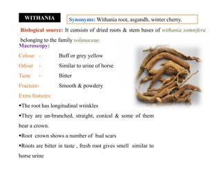 WITHANIA Synonyms: Withania root, asgandh, winter cherry.
Biological source: It consists of dried roots & stem bases of withania somnifera
belonging to the family solanaceae.
Macroscopy:
Colour - Buff or grey yellow
Odour - Similar to urine of horse
Taste - Bitter
Fracture- Smooth & powdery
Extra features:
The root has longitudinal wrinkles
They are un-branched, straight, conical & some of them
bear a crown.
Root crown shows a number of bud scars
Roots are bitter in taste , fresh root gives smell similar to
horse urine
Macroscopy:
Colour - Buff or grey yellow
Odour - Similar to urine of horse
Taste - Bitter
Fracture- Smooth & powdery
Extra features:
The root has longitudinal wrinkles
They are un-branched, straight, conical & some of them
bear a crown.
Root crown shows a number of bud scars
Roots are bitter in taste , fresh root gives smell similar to
horse urine
 