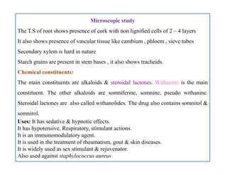 Microscopic study
The T.S of root shows presence of cork with non lignified cells of 2 – 4 layers
It also shows presence of vascular tissue like cambium , phloem , sieve tubes
Secondary xylem is hard in nature
Starch grains are present in stem bases , it also shows tracheids.
Chemical constituents:
The main constituents are alkaloids & steroidal lactones. Withanine is the main
constituent. The other alkaloids are somniferine, somnine, pseudo withanine.
Steroidal lactones are also called withanolides. The drug also contains somnitol &
somnirol.
Uses: It has sedative & hypnotic effects.
It has hypotensive, Respiratory, stimulant actions.
It is an immunomodulatory agent.
It is used in the treatment of rheumatism, gout & skin diseases.
It is widely used as sex stimulant & rejuvenator.
Also used against staphylococcus aureus
Microscopic study
The T.S of root shows presence of cork with non lignified cells of 2 – 4 layers
It also shows presence of vascular tissue like cambium , phloem , sieve tubes
Secondary xylem is hard in nature
Starch grains are present in stem bases , it also shows tracheids.
Chemical constituents:
The main constituents are alkaloids & steroidal lactones. Withanine is the main
constituent. The other alkaloids are somniferine, somnine, pseudo withanine.
Steroidal lactones are also called withanolides. The drug also contains somnitol &
somnirol.
Uses: It has sedative & hypnotic effects.
It has hypotensive, Respiratory, stimulant actions.
It is an immunomodulatory agent.
It is used in the treatment of rheumatism, gout & skin diseases.
It is widely used as sex stimulant & rejuvenator.
Also used against staphylococcus aureus
 