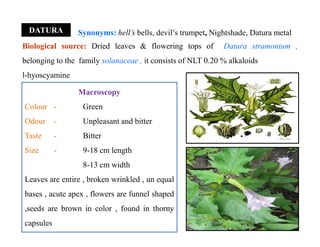 DATURA Synonyms: hell’s bells, devil’s trumpet, Nightshade, Datura metal
Biological source: Dried leaves & flowering tops of Datura stramonium ,
belonging to the family solanaceae , it consists of NLT 0.20 % alkaloids
l-hyoscyamine
Macroscopy
Colour - Green
Odour - Unpleasant and bitter
Taste - Bitter
Size - 9-18 cm length
8-13 cm width
Leaves are entire , broken wrinkled , un equal
bases , acute apex , flowers are funnel shaped
,seeds are brown in color , found in thorny
capsules
Macroscopy
Colour - Green
Odour - Unpleasant and bitter
Taste - Bitter
Size - 9-18 cm length
8-13 cm width
Leaves are entire , broken wrinkled , un equal
bases , acute apex , flowers are funnel shaped
,seeds are brown in color , found in thorny
capsules
 