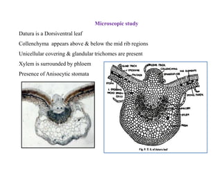 Microscopic study
Datura is a Dorsiventral leaf
Collenchyma appears above & below the mid rib regions
Unicellular covering & glandular trichomes are present
Xylem is surrounded by phloem
Presence of Anisocytic stomata
 