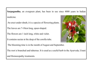 Sarpagandha, an evergreen plant, has been in use since 4000 years in Indian
medicine.
An erect under-shrub, it is a species of flowering plants.
The leaves are 7-10cm long, spear-shaped.
The flowers are 1 inch long, white and violet.
It contains nectar at the deep of the corolla tube.
The blooming time is in the month of August and September.
The root is branched and tuberous. It is used as a useful herb in the Ayurveda, Unani
and Homoeopathy treatments.
Sarpagandha, an evergreen plant, has been in use since 4000 years in Indian
medicine.
An erect under-shrub, it is a species of flowering plants.
The leaves are 7-10cm long, spear-shaped.
The flowers are 1 inch long, white and violet.
It contains nectar at the deep of the corolla tube.
The blooming time is in the month of August and September.
The root is branched and tuberous. It is used as a useful herb in the Ayurveda, Unani
and Homoeopathy treatments.
 