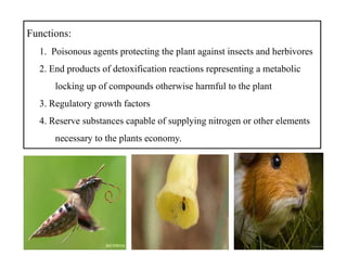 Functions:
1. Poisonous agents protecting the plant against insects and herbivores
2. End products of detoxification reactions representing a metabolic
locking up of compounds otherwise harmful to the plant
3. Regulatory growth factors
4. Reserve substances capable of supplying nitrogen or other elements
necessary to the plants economy.
Functions:
1. Poisonous agents protecting the plant against insects and herbivores
2. End products of detoxification reactions representing a metabolic
locking up of compounds otherwise harmful to the plant
3. Regulatory growth factors
4. Reserve substances capable of supplying nitrogen or other elements
necessary to the plants economy.
 