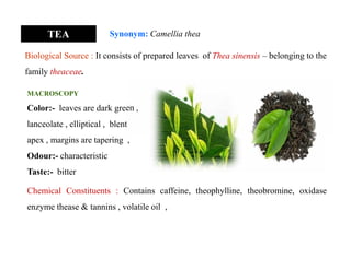 TEA Synonym: Camellia thea
Biological Source : It consists of prepared leaves of Thea sinensis – belonging to the
family theaceae.
MACROSCOPY
Color:- leaves are dark green ,
lanceolate , elliptical , blent
apex , margins are tapering ,
Odour:- characteristic
Taste:- bitter
MACROSCOPY
Color:- leaves are dark green ,
lanceolate , elliptical , blent
apex , margins are tapering ,
Odour:- characteristic
Taste:- bitter
Chemical Constituents : Contains caffeine, theophylline, theobromine, oxidase
enzyme thease & tannins , volatile oil ,
 