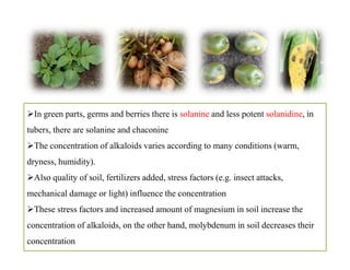 In green parts, germs and berries there is solanine and less potent solanidine, in
tubers, there are solanine and chaconine
The concentration of alkaloids varies according to many conditions (warm,
dryness, humidity).
Also quality of soil, fertilizers added, stress factors (e.g. insect attacks,
mechanical damage or light) influence the concentration
These stress factors and increased amount of magnesium in soil increase the
concentration of alkaloids, on the other hand, molybdenum in soil decreases their
concentration
In green parts, germs and berries there is solanine and less potent solanidine, in
tubers, there are solanine and chaconine
The concentration of alkaloids varies according to many conditions (warm,
dryness, humidity).
Also quality of soil, fertilizers added, stress factors (e.g. insect attacks,
mechanical damage or light) influence the concentration
These stress factors and increased amount of magnesium in soil increase the
concentration of alkaloids, on the other hand, molybdenum in soil decreases their
concentration
 