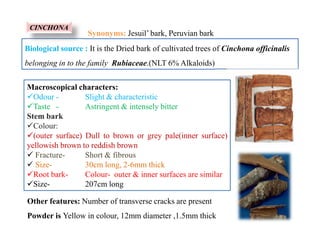 Biological source : It is the Dried bark of cultivated trees of Cinchona officinalis
belonging in to the family Rubiaceae.(NLT 6% Alkaloids)
Synonyms: Jesuil’ bark, Peruvian bark
Macroscopical characters:
Odour - Slight & characteristic
Taste - Astringent & intensely bitter
Stem bark
Colour:
(outer surface) Dull to brown or grey pale(inner surface)
yellowish brown to reddish brown
 Fracture- Short & fibrous
 Size- 30cm long, 2-6mm thick
Root bark- Colour- outer & inner surfaces are similar
Size- 207cm long
CINCHONA
Macroscopical characters:
Odour - Slight & characteristic
Taste - Astringent & intensely bitter
Stem bark
Colour:
(outer surface) Dull to brown or grey pale(inner surface)
yellowish brown to reddish brown
 Fracture- Short & fibrous
 Size- 30cm long, 2-6mm thick
Root bark- Colour- outer & inner surfaces are similar
Size- 207cm long
Other features: Number of transverse cracks are present
Powder is Yellow in colour, 12mm diameter ,1.5mm thick
 