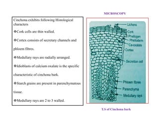 MICROSCOPY
Cinchona exhibits following Histological
characters
Cork cells are thin walled.
Cortex consists of secretary channels and
phloem fibres.
Medullary rays are radially arranged.
Idioblasts of calcium oxalate is the specific
characteristic of cinchona bark.
Starch grains are present in parenchymatous
tissue.
Medullary rays are 2 to 3 walled.
Cinchona exhibits following Histological
characters
Cork cells are thin walled.
Cortex consists of secretary channels and
phloem fibres.
Medullary rays are radially arranged.
Idioblasts of calcium oxalate is the specific
characteristic of cinchona bark.
Starch grains are present in parenchymatous
tissue.
Medullary rays are 2 to 3 walled.
T.S of Cinchona bark
 