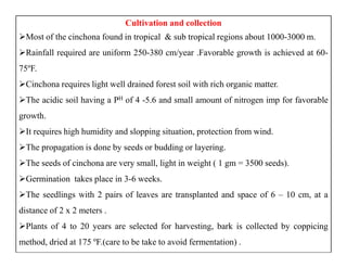 Cultivation and collection
Most of the cinchona found in tropical & sub tropical regions about 1000-3000 m.
Rainfall required are uniform 250-380 cm/year .Favorable growth is achieved at 60-
75ºF.
Cinchona requires light well drained forest soil with rich organic matter.
The acidic soil having a PH of 4 -5.6 and small amount of nitrogen imp for favorable
growth.
It requires high humidity and slopping situation, protection from wind.
The propagation is done by seeds or budding or layering.
The seeds of cinchona are very small, light in weight ( 1 gm = 3500 seeds).
Germination takes place in 3-6 weeks.
The seedlings with 2 pairs of leaves are transplanted and space of 6 – 10 cm, at a
distance of 2 x 2 meters .
Plants of 4 to 20 years are selected for harvesting, bark is collected by coppicing
method, dried at 175 ºF.(care to be take to avoid fermentation) .
Cultivation and collection
Most of the cinchona found in tropical & sub tropical regions about 1000-3000 m.
Rainfall required are uniform 250-380 cm/year .Favorable growth is achieved at 60-
75ºF.
Cinchona requires light well drained forest soil with rich organic matter.
The acidic soil having a PH of 4 -5.6 and small amount of nitrogen imp for favorable
growth.
It requires high humidity and slopping situation, protection from wind.
The propagation is done by seeds or budding or layering.
The seeds of cinchona are very small, light in weight ( 1 gm = 3500 seeds).
Germination takes place in 3-6 weeks.
The seedlings with 2 pairs of leaves are transplanted and space of 6 – 10 cm, at a
distance of 2 x 2 meters .
Plants of 4 to 20 years are selected for harvesting, bark is collected by coppicing
method, dried at 175 ºF.(care to be take to avoid fermentation) .
 