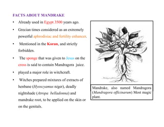 FACTS ABOUT MANDRAKE
• Already used in Egypt 3500 years ago.
• Grecian times considered as an extremely
powerful aphrodisiac and fertility enhancer.
• Mentioned in the Koran, and strictly
forbidden.
• The sponge that was given to Jesus on the
cross is said to contain Mandragora juice.
• played a major role in witchcraft.
• Witches prepared mixtures of extracts of
henbane (Hyoscyamus niger), deadly
nightshade (Atropa belladonna) and
mandrake root, to be applied on the skin or
on the genitals.
Mandrake, also named Mandragora
(Mandragora officinarum) Most magic
plant.
FACTS ABOUT MANDRAKE
• Already used in Egypt 3500 years ago.
• Grecian times considered as an extremely
powerful aphrodisiac and fertility enhancer.
• Mentioned in the Koran, and strictly
forbidden.
• The sponge that was given to Jesus on the
cross is said to contain Mandragora juice.
• played a major role in witchcraft.
• Witches prepared mixtures of extracts of
henbane (Hyoscyamus niger), deadly
nightshade (Atropa belladonna) and
mandrake root, to be applied on the skin or
on the genitals.
 
