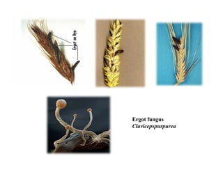 Ergot fungus
Clavicepspurpurea
 