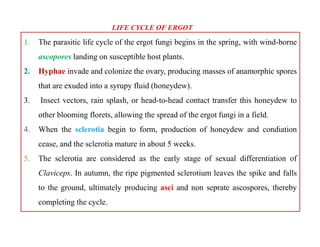 1. The parasitic life cycle of the ergot fungi begins in the spring, with wind-borne
ascopores landing on susceptible host plants.
2. Hyphae invade and colonize the ovary, producing masses of anamorphic spores
that are exuded into a syrupy fluid (honeydew).
3. Insect vectors, rain splash, or head-to-head contact transfer this honeydew to
other blooming florets, allowing the spread of the ergot fungi in a field.
4. When the sclerotia begin to form, production of honeydew and condiation
cease, and the sclerotia mature in about 5 weeks.
5. The sclerotia are considered as the early stage of sexual differentiation of
Claviceps. In autumn, the ripe pigmented sclerotium leaves the spike and falls
to the ground, ultimately producing asci and non seprate ascospores, thereby
completing the cycle.
LIFE CYCLE OF ERGOT
1. The parasitic life cycle of the ergot fungi begins in the spring, with wind-borne
ascopores landing on susceptible host plants.
2. Hyphae invade and colonize the ovary, producing masses of anamorphic spores
that are exuded into a syrupy fluid (honeydew).
3. Insect vectors, rain splash, or head-to-head contact transfer this honeydew to
other blooming florets, allowing the spread of the ergot fungi in a field.
4. When the sclerotia begin to form, production of honeydew and condiation
cease, and the sclerotia mature in about 5 weeks.
5. The sclerotia are considered as the early stage of sexual differentiation of
Claviceps. In autumn, the ripe pigmented sclerotium leaves the spike and falls
to the ground, ultimately producing asci and non seprate ascospores, thereby
completing the cycle.
 